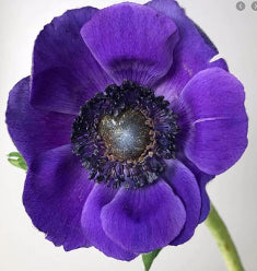 Anemone Mistral Purple 35 Cm