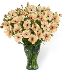 Ranunculus Butterfly Hestia Cream Blush 45Cm