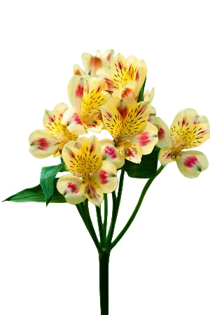 Alstroemerias Bicolor Bali Fancy