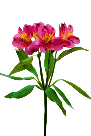 Alstroemerias Hot Pink Bordeaux Select