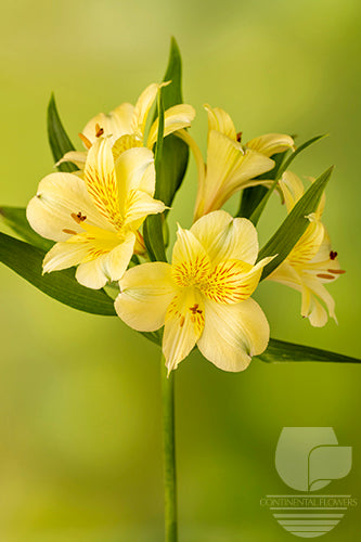 Alstroemerias Yellow Cheesecake Super Select