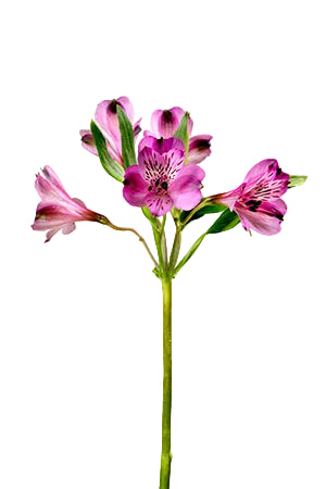 Alstroemerias Purple Cote D Azur Fancy