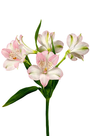 Alstroemerias Pink Dubai Premium