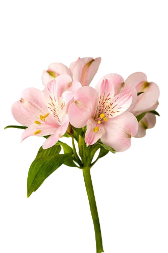 Alstroemerias Pink Fifi Select