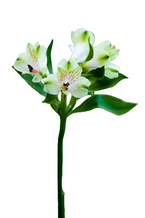 Alstroemerias Green Greenday Fancy