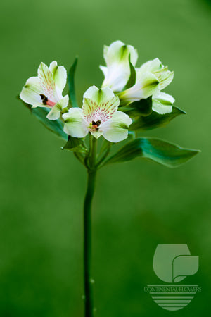 Alstroemerias Green Greenday Fancy