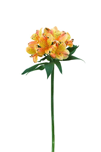 Alstroemerias Orange Gypsy Fancy