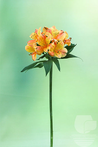 Alstroemerias Orange Gypsy Select