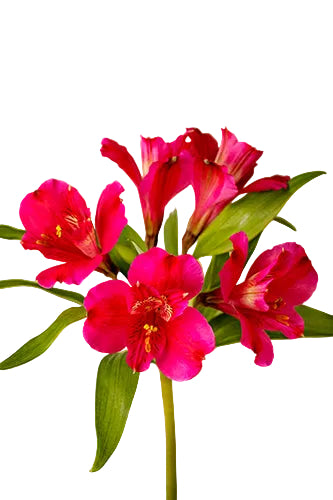 Alstroemerias Hot Pink Ilssa Super Select