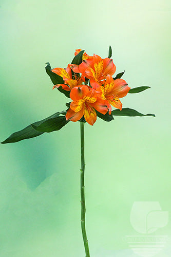 Alstroemerias Orange Jaffa Super Select