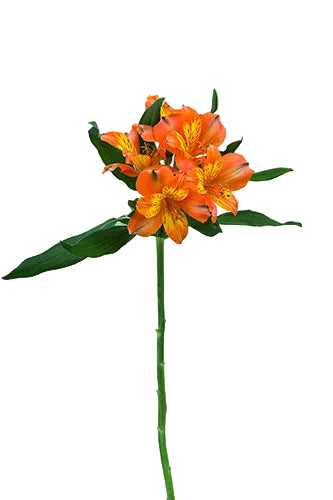 Alstroemerias Orange Jaffa Super Select