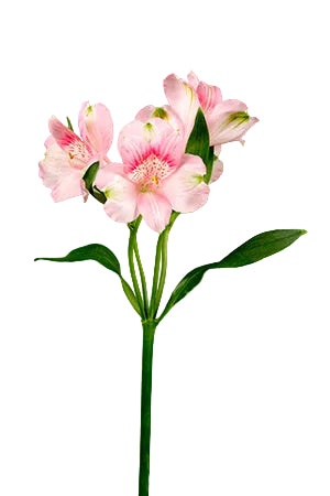 Alstroemerias Pink Kitty Super Select