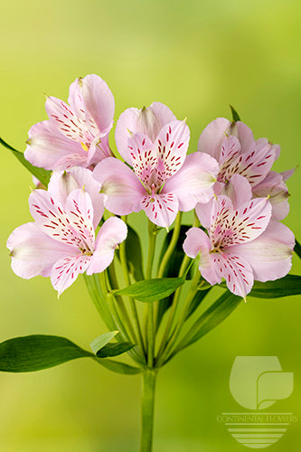 Alstroemerias Lavender Mila Fancy