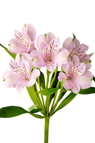 Alstroemerias Lavender Mila Super Select