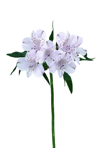 Alstroemerias Lavender Napoleon Super Select