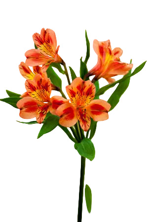 Alstroemerias Orange Orange Queen Super Select