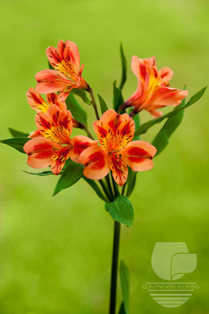 Alstroemerias Orange Orange Queen Premium