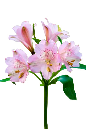 Alstroemerias Pink Prima Donna Super Select