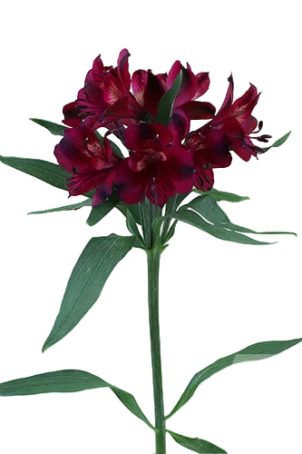 Alstroemerias Purple Pompeii Fancy