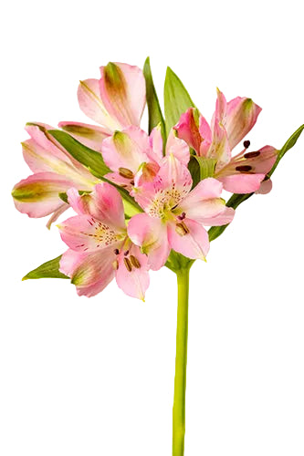 Alstroemerias Pink Pos Select