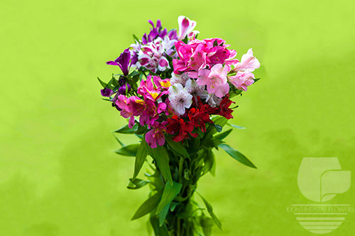 Alstroemerias Valentine Pack Seasonal Premium