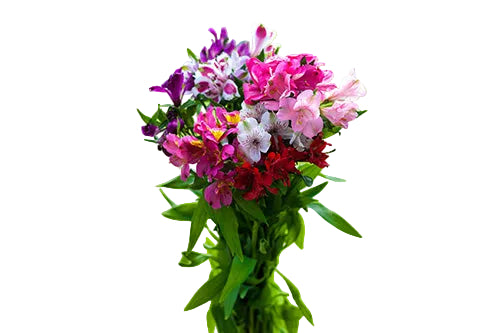Alstroemerias Valentine Pack Seasonal Fancy