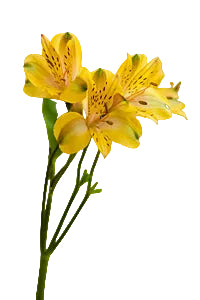Alstroemerias Yellow Senna Select