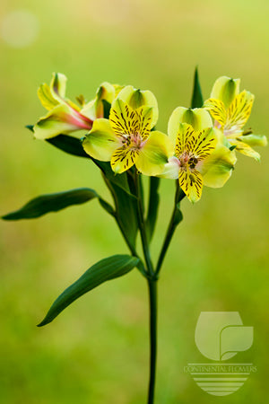 Alstroemerias Green Shakira Select