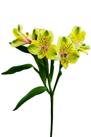 Alstroemerias Green Shakira Select