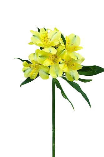 Alstroemerias Yellow Sunny Lady Fancy