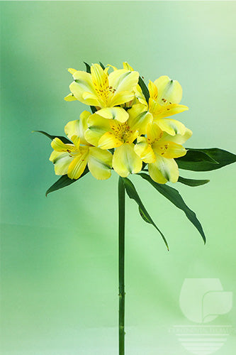 Alstroemerias Yellow Sunny Lady Select