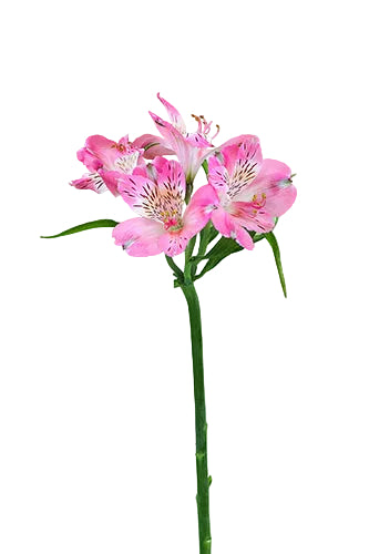 Alstroemerias Pink Tourmaline Super Select