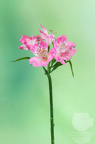 Alstroemerias Pink Tourmaline Super Select