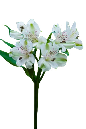 Alstroemerias White Virginia Select