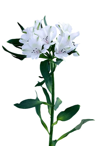 Alstroemerias White Valentina Fancy