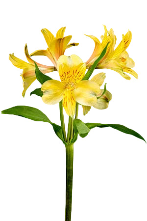 Alstroemerias Yellow Voyager Fancy