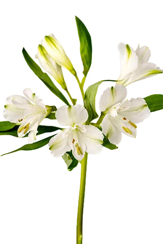 Alstroemerias White Winterfell Fancy