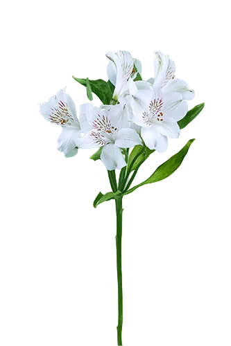 Alstroemerias White Whistler Super Select