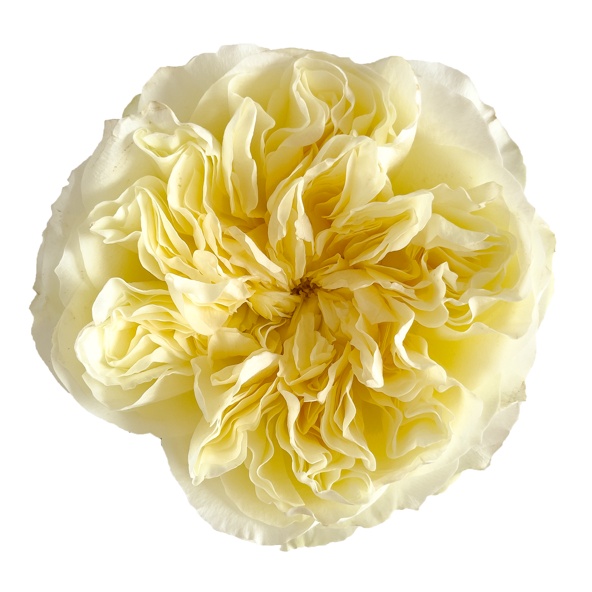 ANTONIA GARDEN Buttercream Rose 50