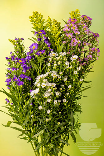 Asters Assorted Carnival 80cm
