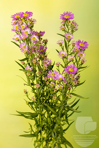 Asters Pink Carnival 80cm