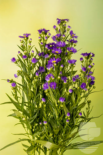 Asters Purple Carnival 80cm