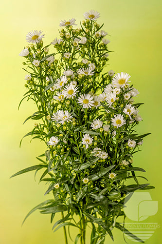 Asters White Carnival 80cm