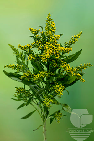 Asters Yellow Golden Glory XXX