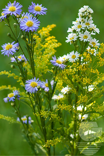 Asters Assorted - XXX