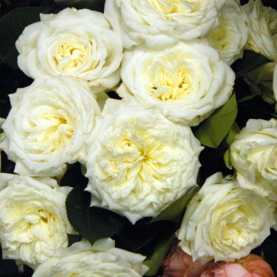 Garden Rose Alabaster White 40 Cm