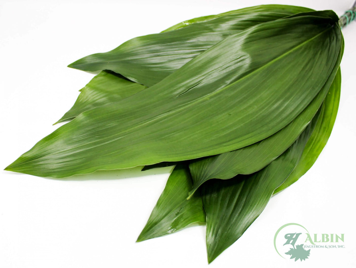 Aspidistra Green - 25 Pack