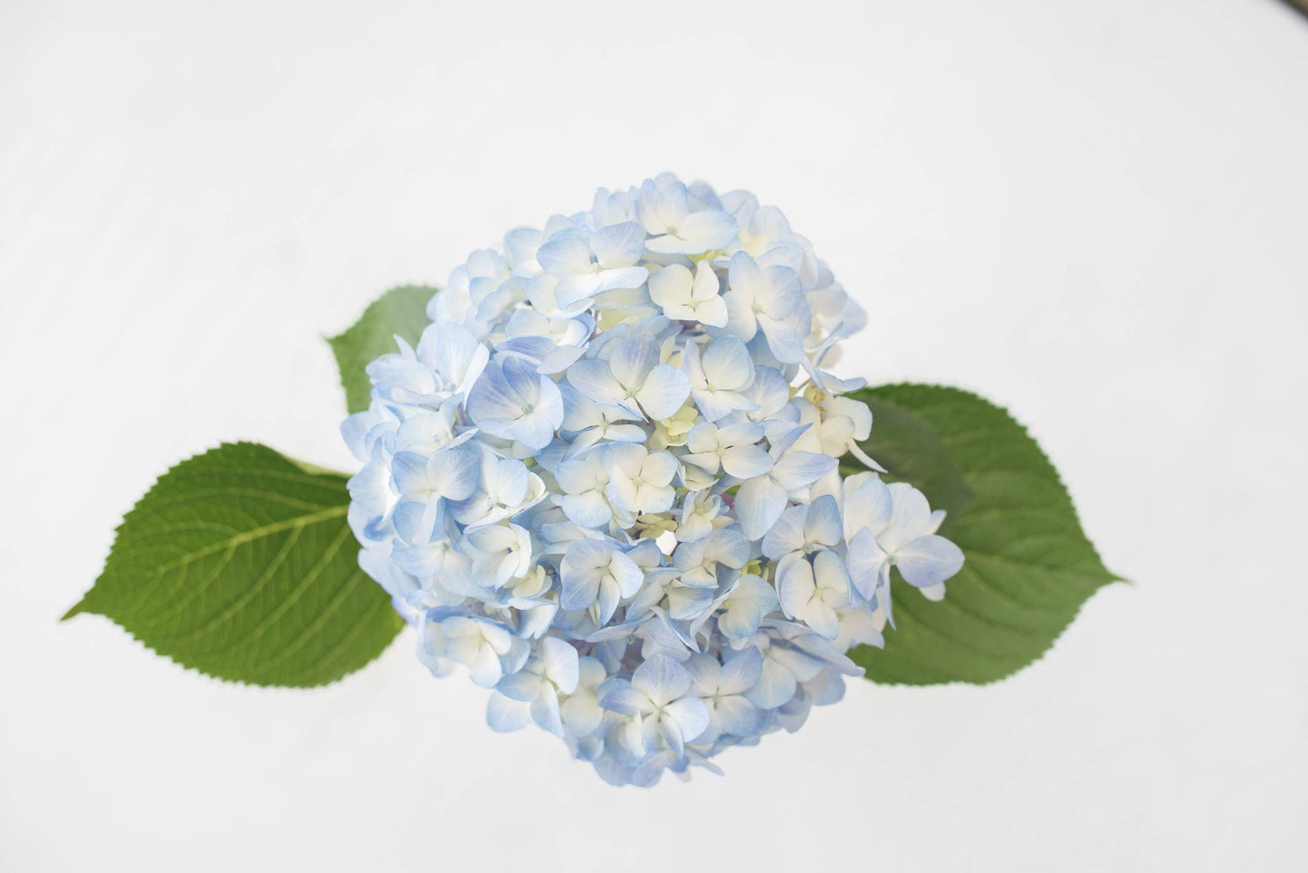 Hydrangea Blue Select 40ST QB