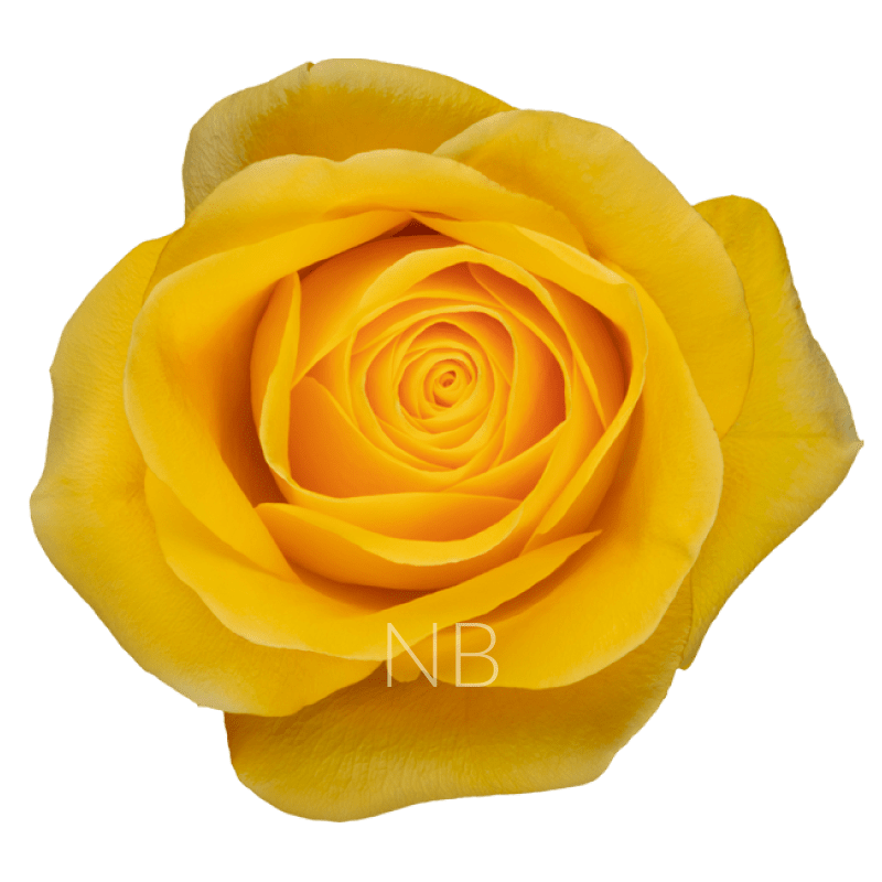 BRIGHTON YELLOW ROSE 40 CM