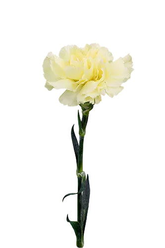 Carnations Yellow Diletta Fancy